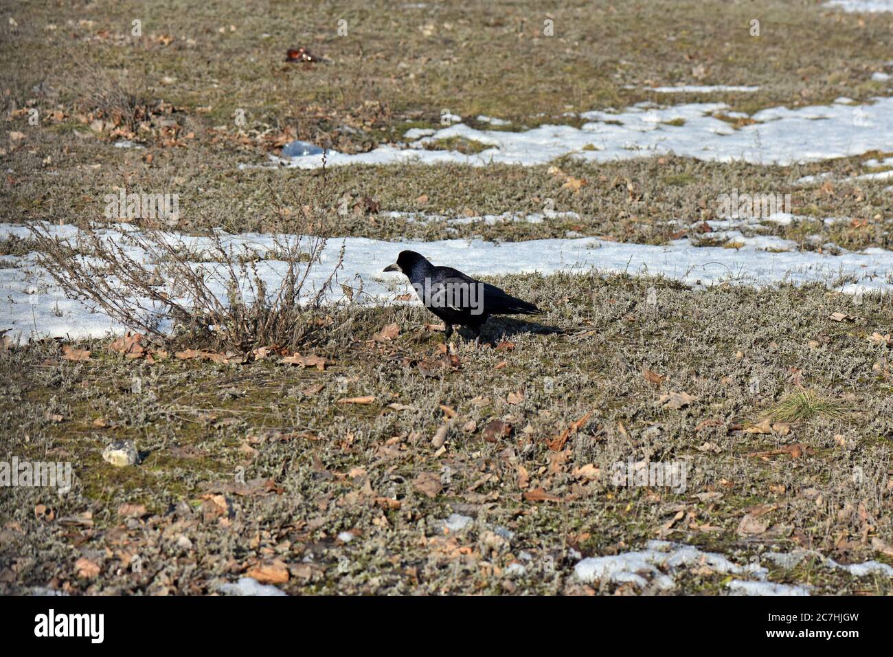 Crow on the field Stock Photo