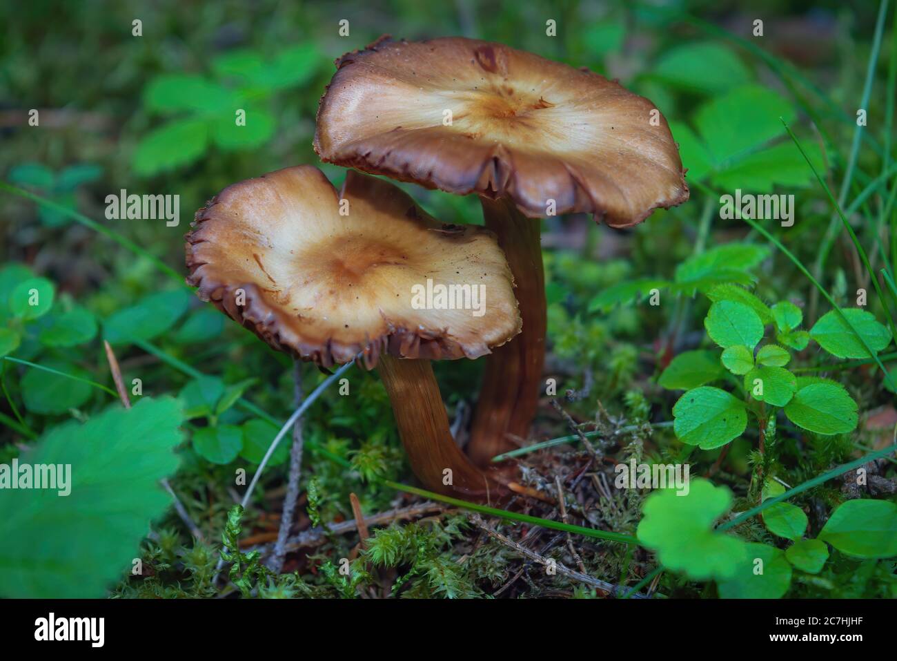 Psathyrella piluliformis, known as Common Stump Brittlestem mushroom, growing in the forest close-up. Stock Photo