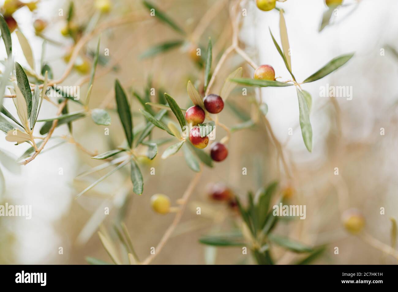 Ripe black olives on the branches of the tree Stock Photo - Alamy