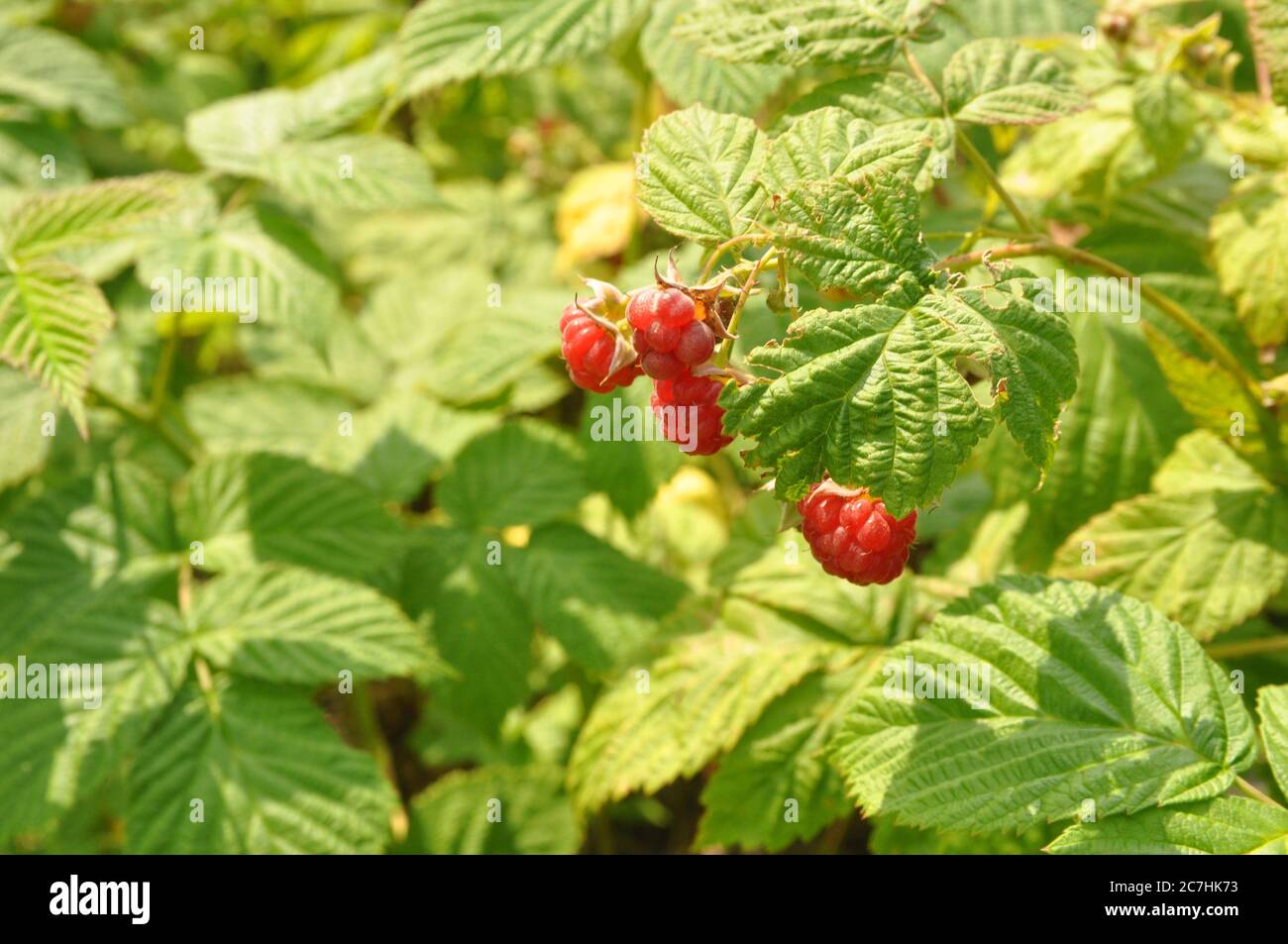 Ripe fruits on raspberry bushes in the forest Stock Photo - Alamy
