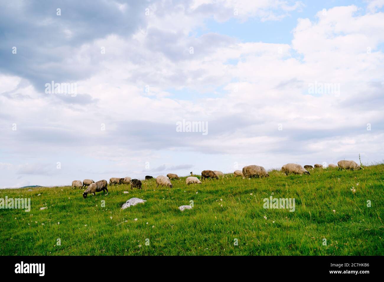 A flock of sheep grazes on a hill and eats green grass, against a blue ...