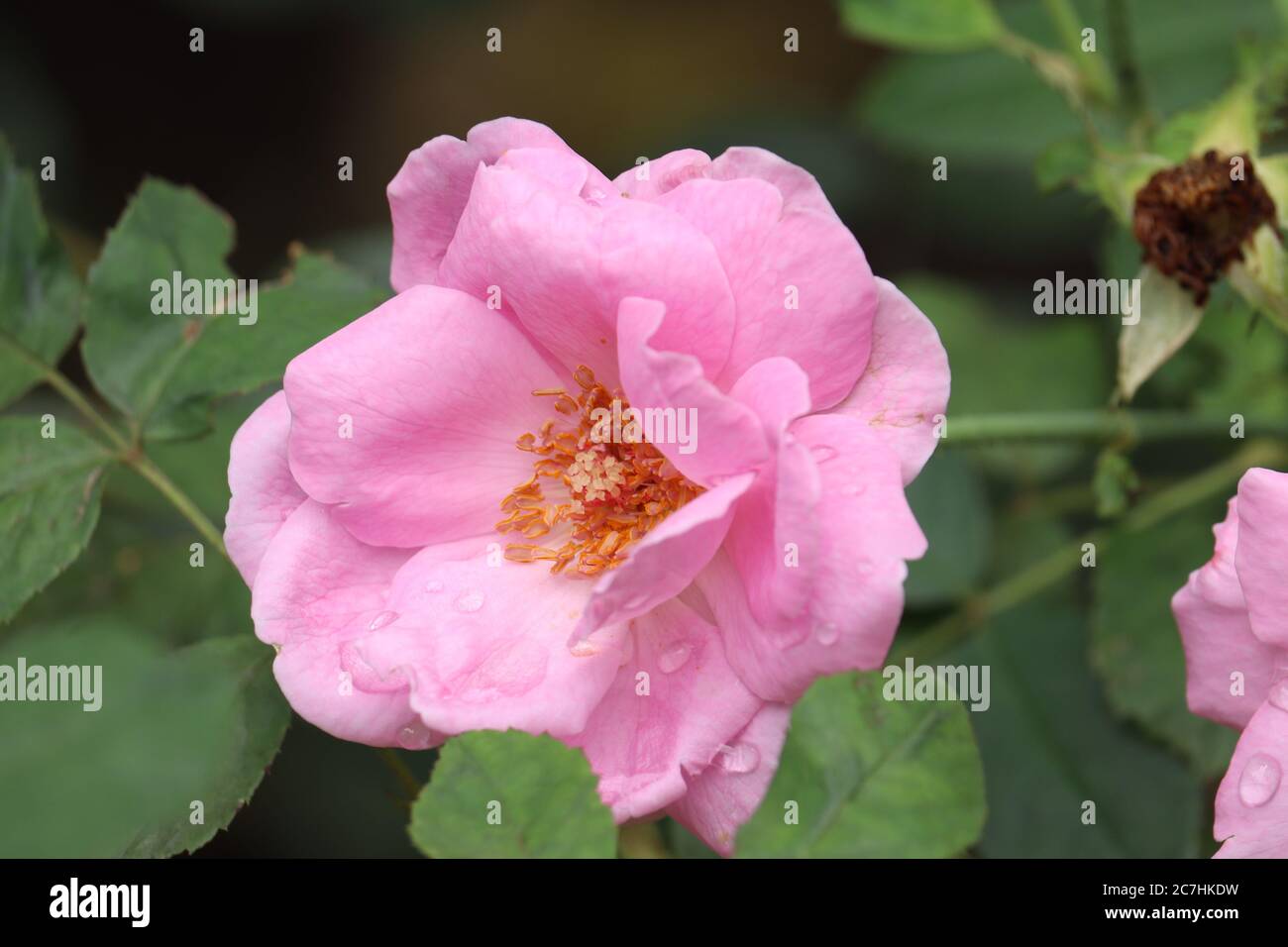 pink rose flower in a garden Stock Photo