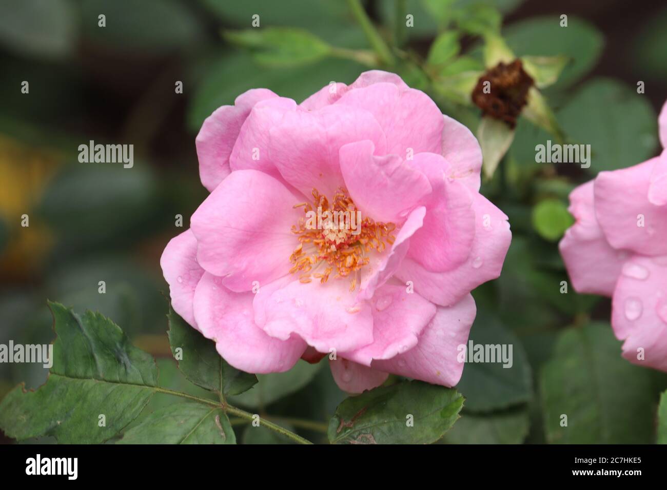 pink rose flower in a garden Stock Photo