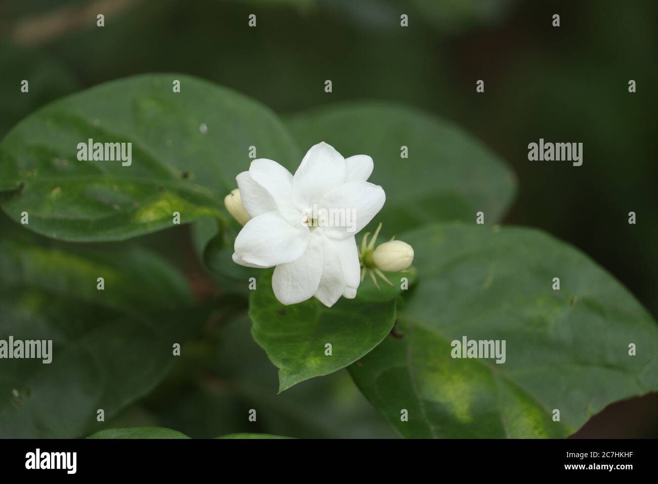 Jasmine Flower High Resolution Stock Photography and Images Alamy