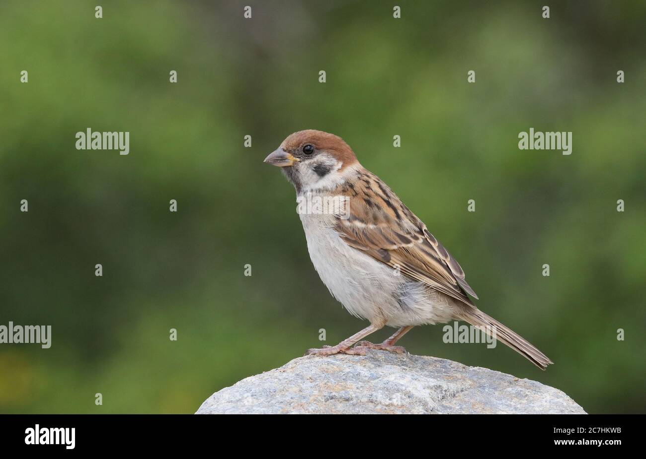 Eurasian tree sparrow, Passer montanus, Green background Stock Photo