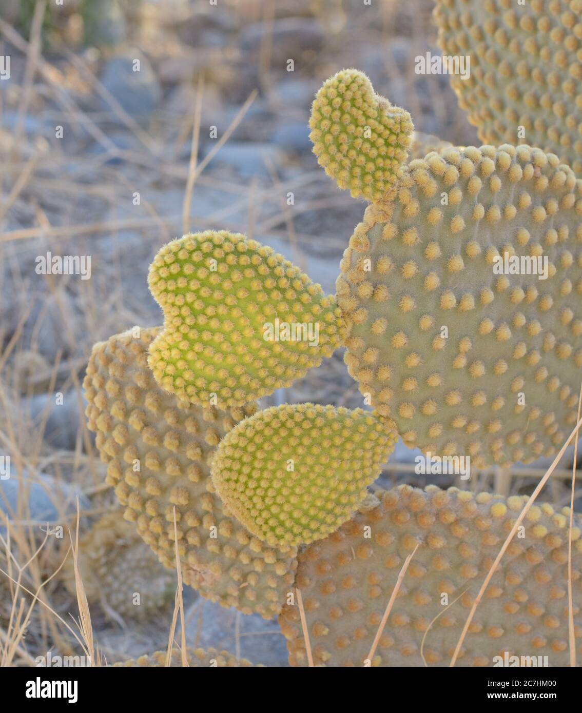 Small yellow spines on a green prickly pear Stock Photo
