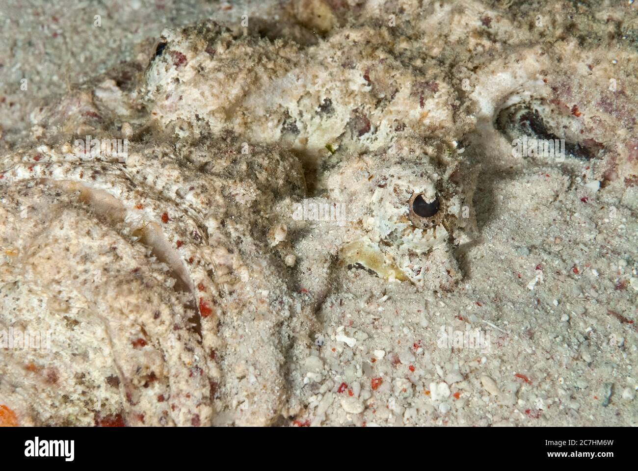 Reef Stonefish, Synanceia verrucosa, camouflaged in sand, Paradise II dive site, night dive, Sipadan Water Village House Reef, Mabul Island, near Sipa Stock Photo