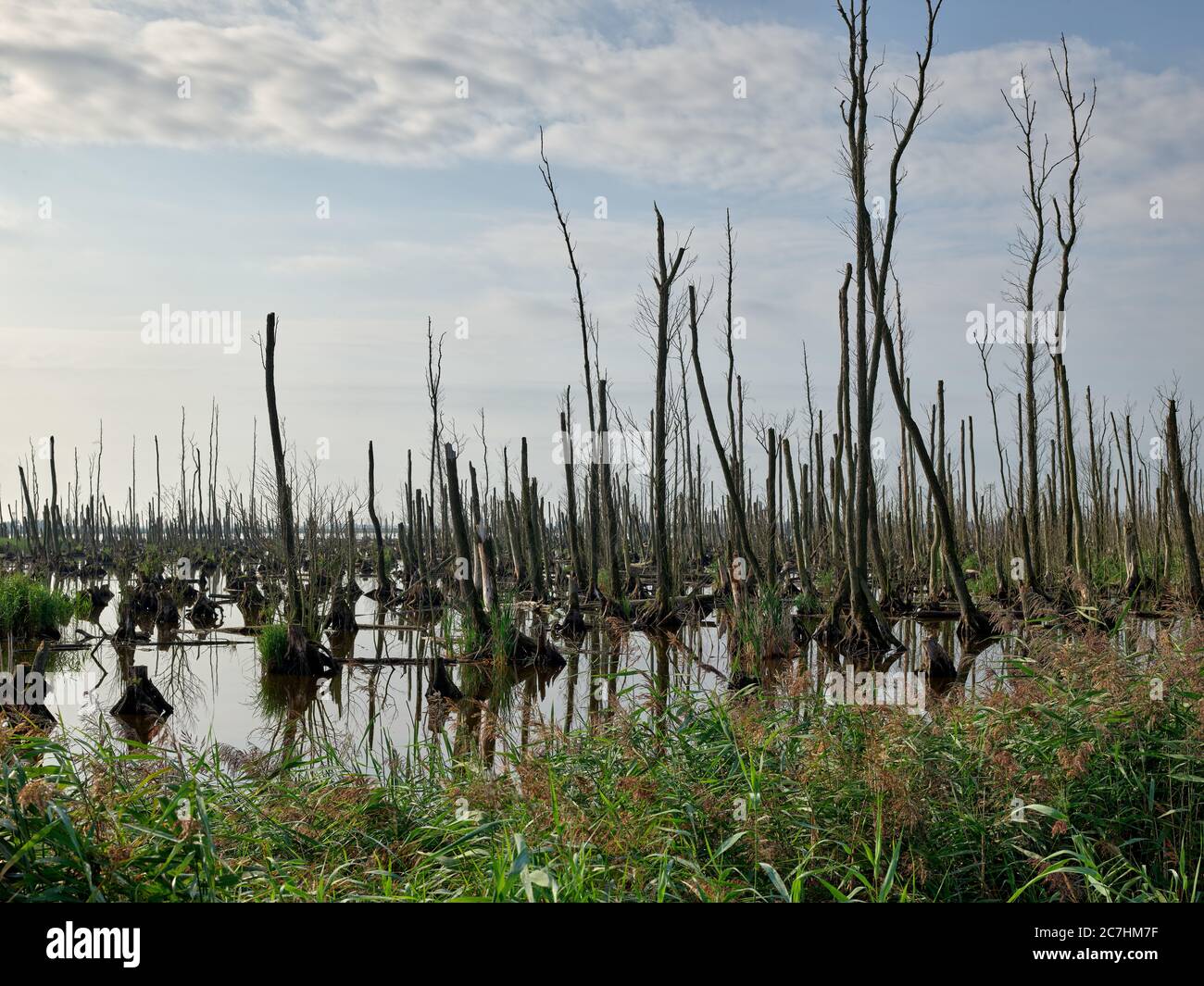 Trees, dead, dead wood, reeds, brackish water, water, blue sky, morning mood Stock Photo
