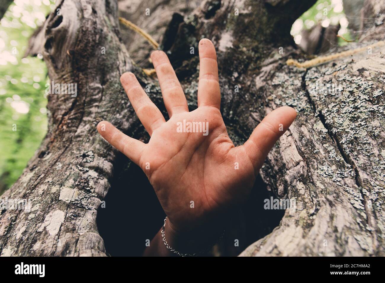 Hand coming out of a tree Stock Photo