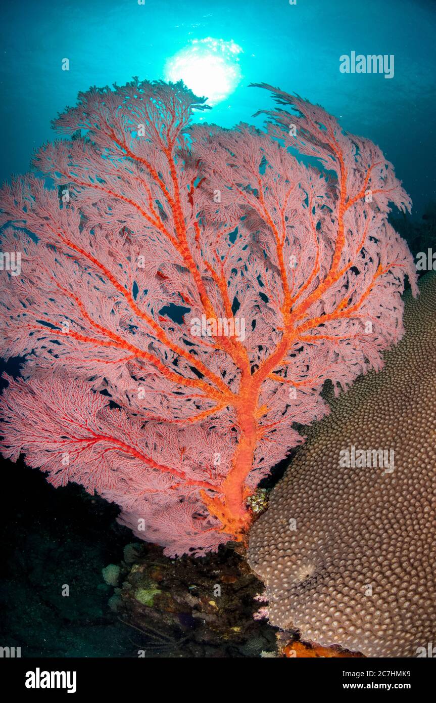 Sea Fan, Melithaea sp with sun in background, Caldera dive site, Komba Island, near Alor, Indonesia, Pacific Ocean Stock Photo