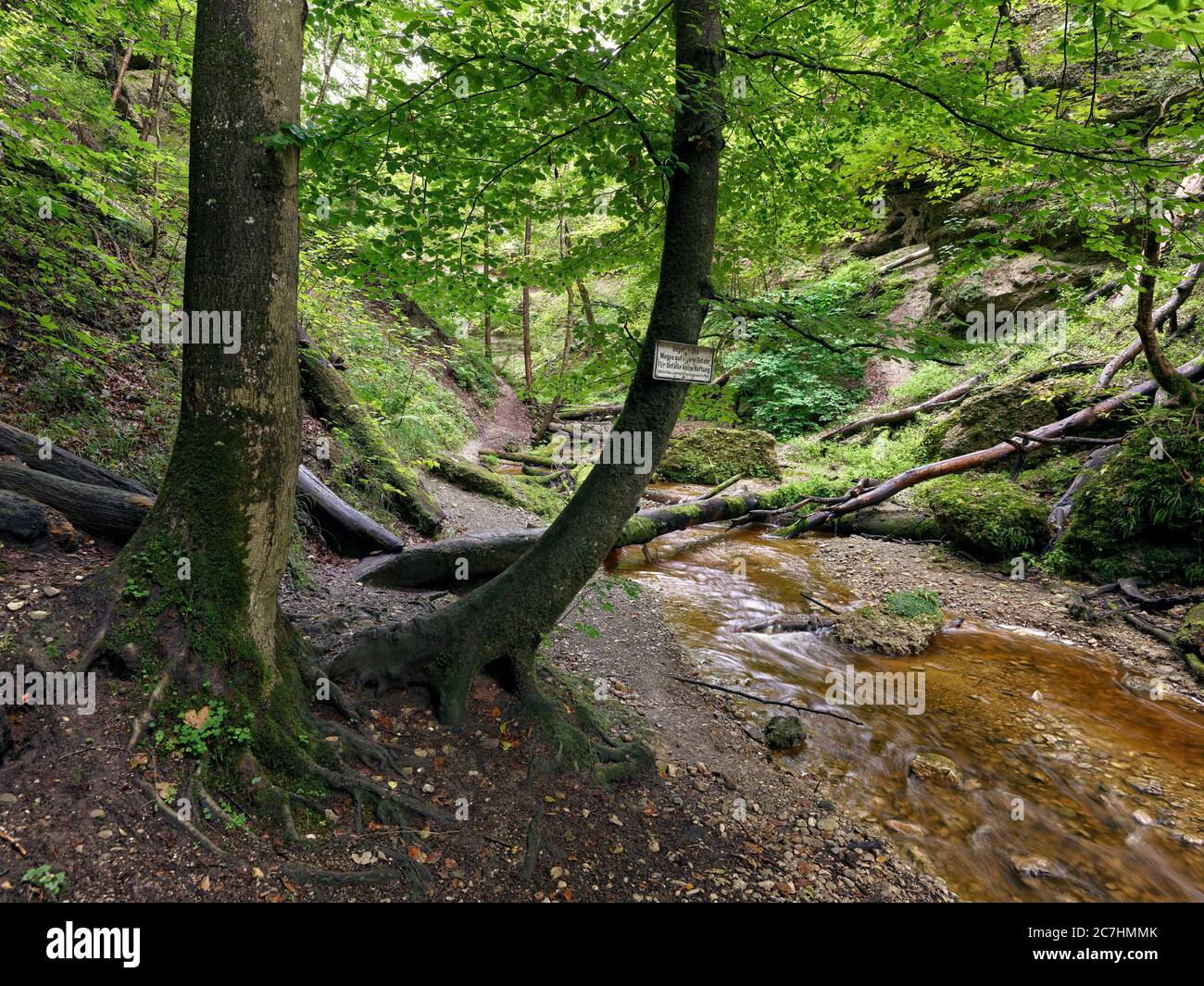 Canyon, Nagelfluh, water, waterfall, forest, canyon forest, gravel, game, rugged, late summer, summer Stock Photo