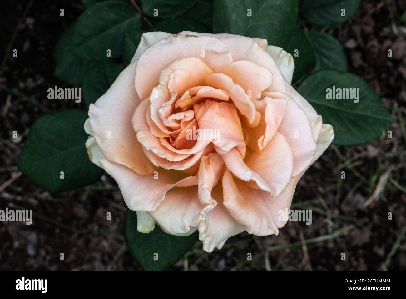 Garden Rose Flower, Variety 'Marilyn Monroe' Stock Photo