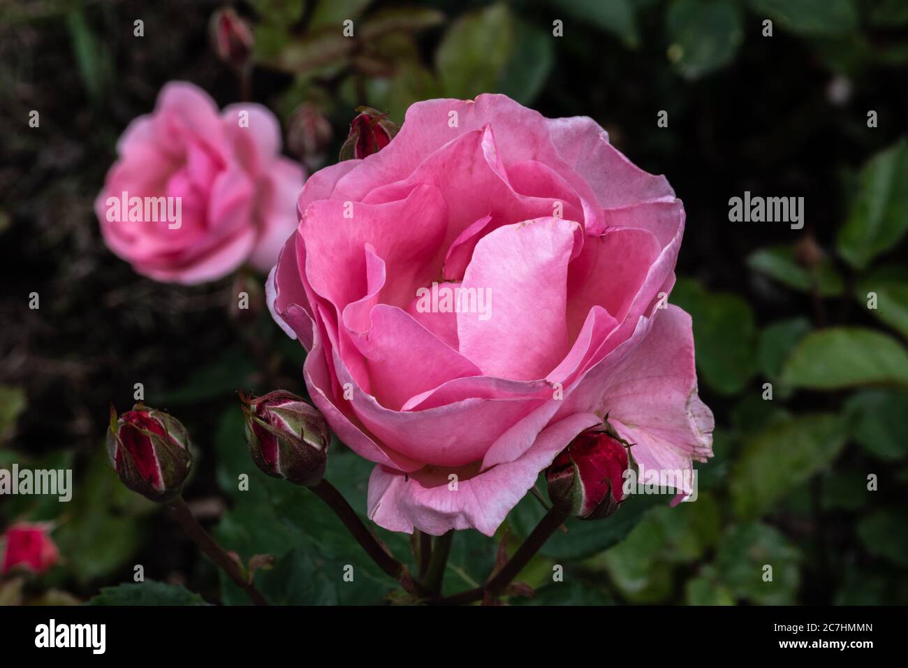 Garden Rose Flower, Variety 'Queen Elizabeth' Stock Photo Alamy