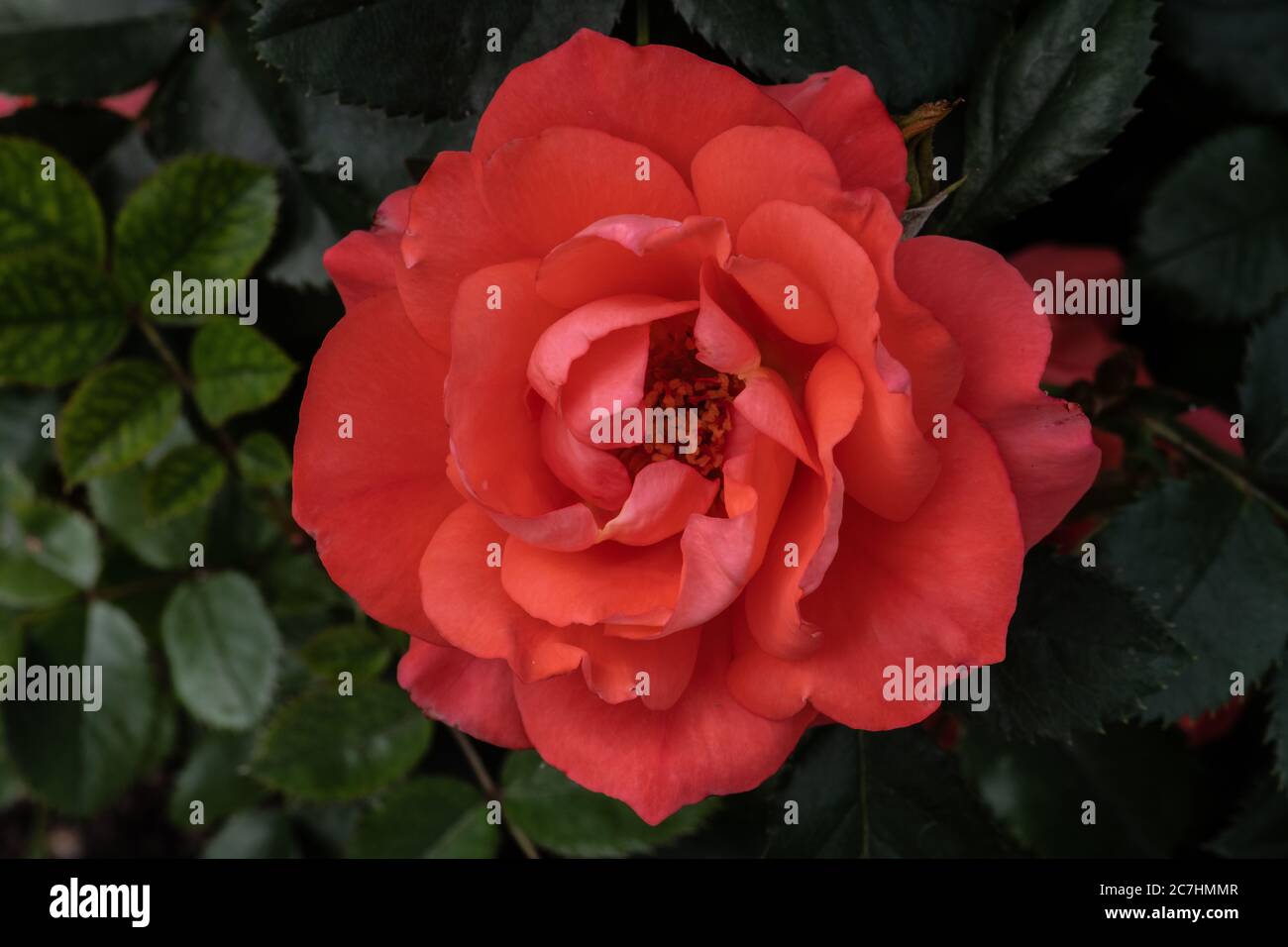 Garden Rose Flower, Variety 'Marmalade Skies' Stock Photo - Alamy