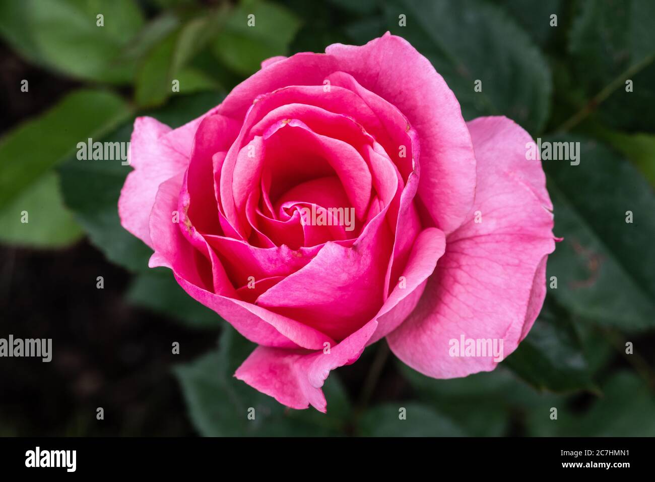 Elizabeth variety hires stock photography and images Alamy