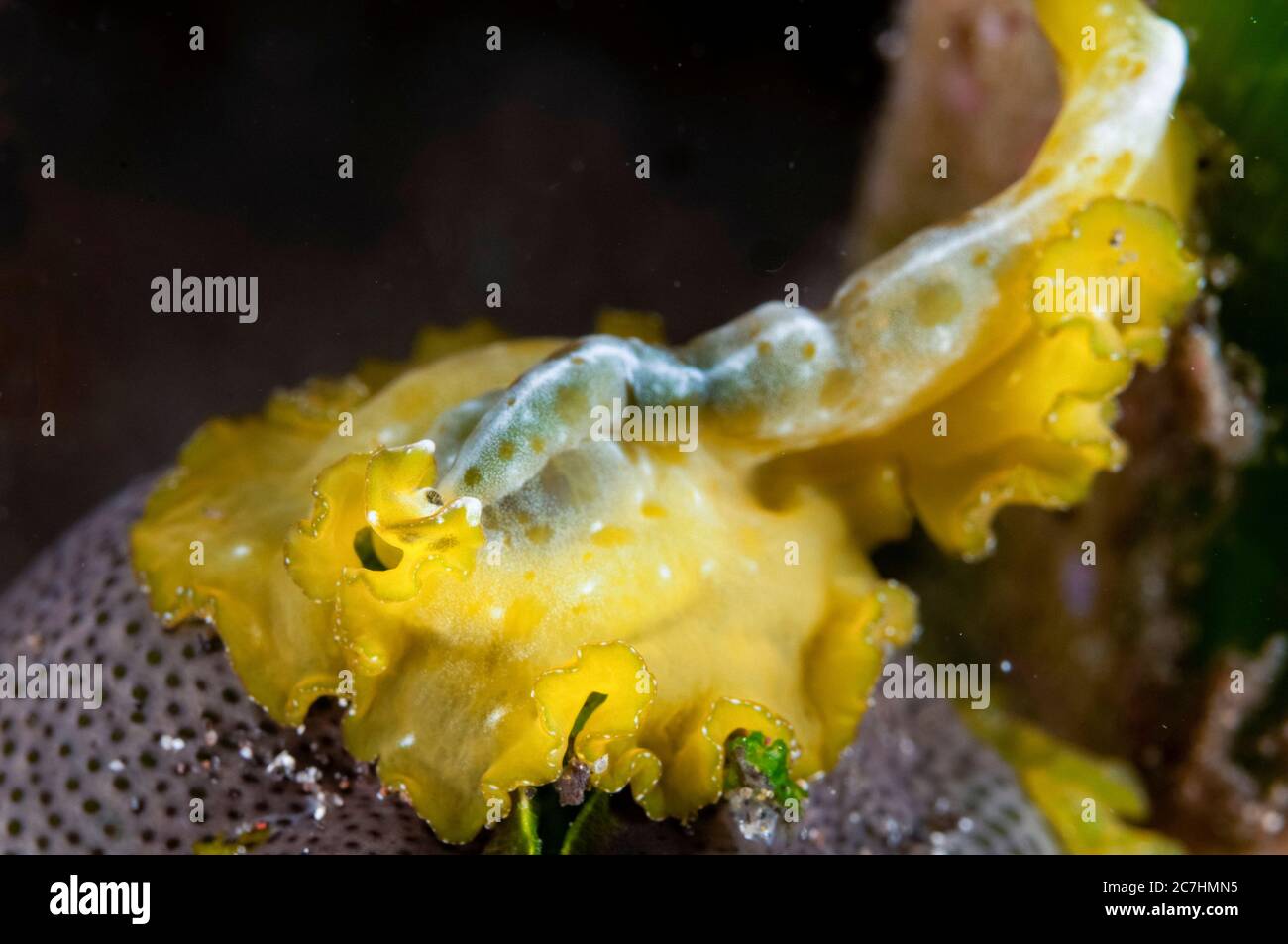 Flowers' Flatworm, Pseudobiceros flowersi, night dive, The Brewery dive site, Lembata Island, East Flores, Indonesia, Pacific Ocean Stock Photo