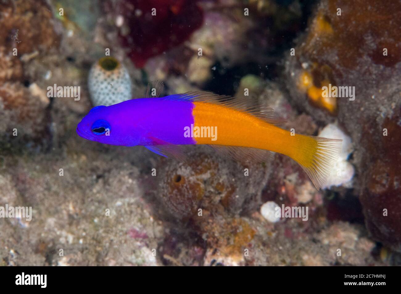 Royal Dottyback, Pseudochromis paccagnellae, Cardinal Point dive site, Lembata Island, East Flores, Indonesia, Pacific Ocean Stock Photo