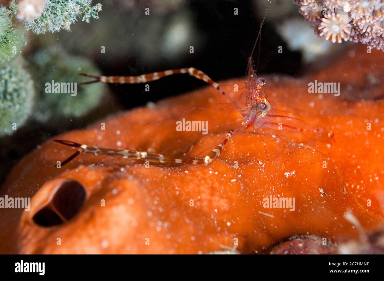Spottedarm Cuapetes Shrimp, Cuapetes lacertae, night dive, Cardinal