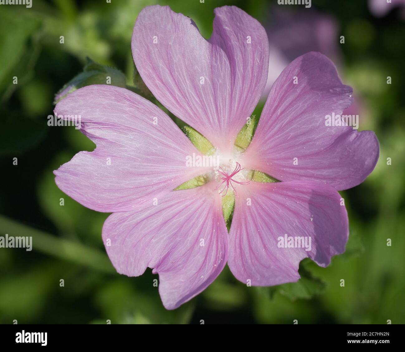 Beautiful lavatera flowers ( growing wild mallow) Stock Photo