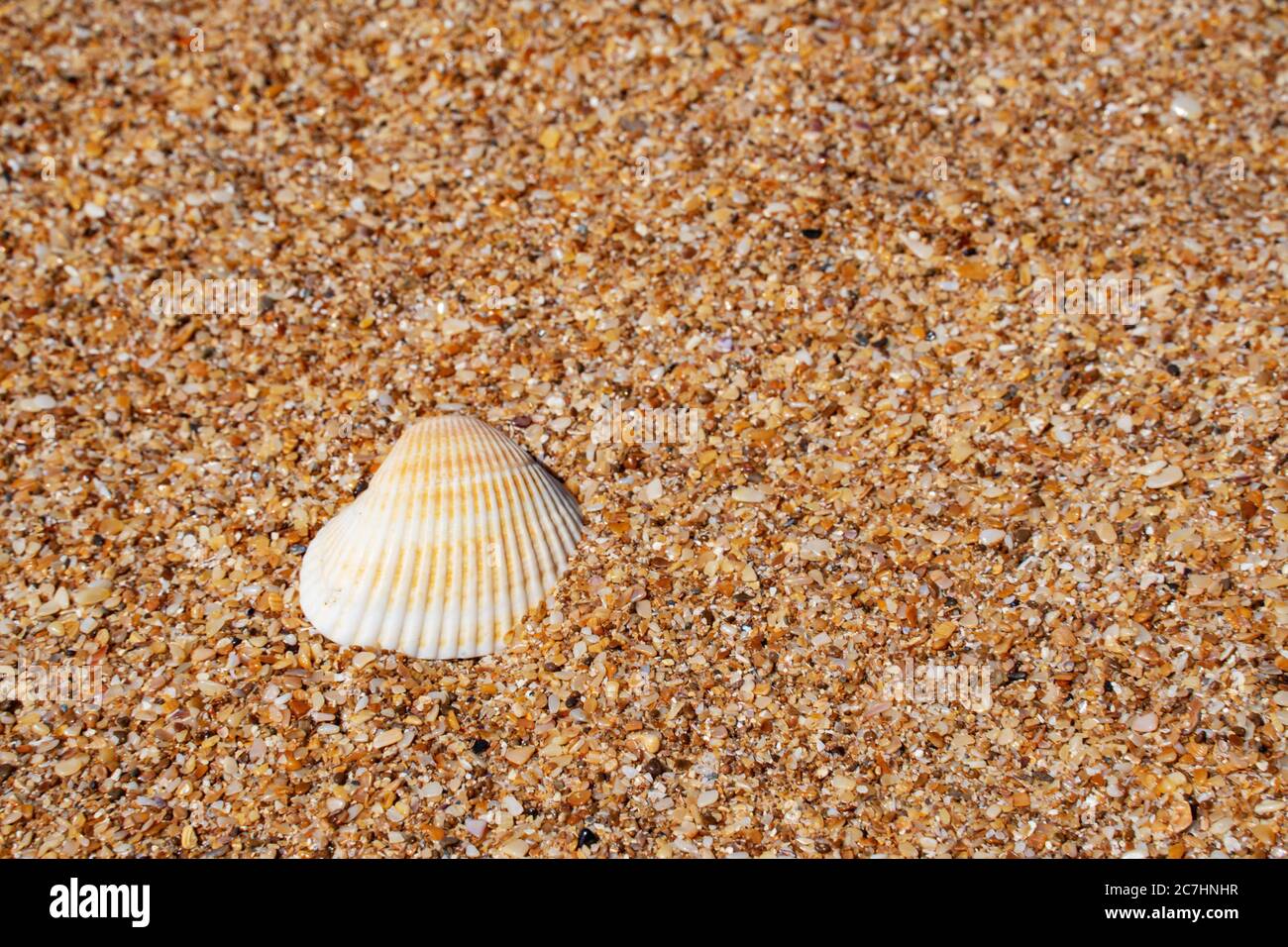 beautiful shell on the yellow sand on the beach Stock Photo