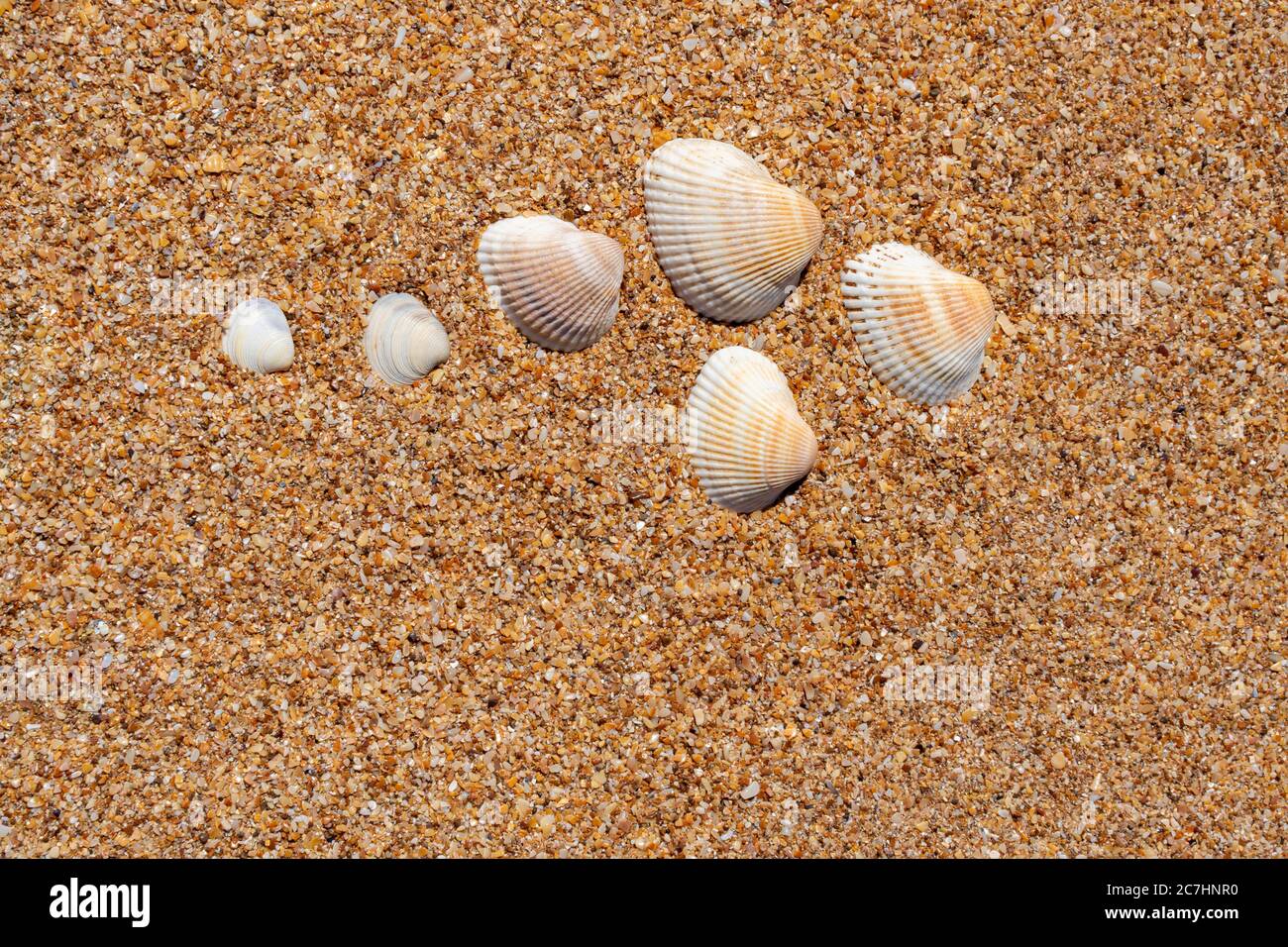 beautiful seashells on the yellow sand on the beach Stock Photo