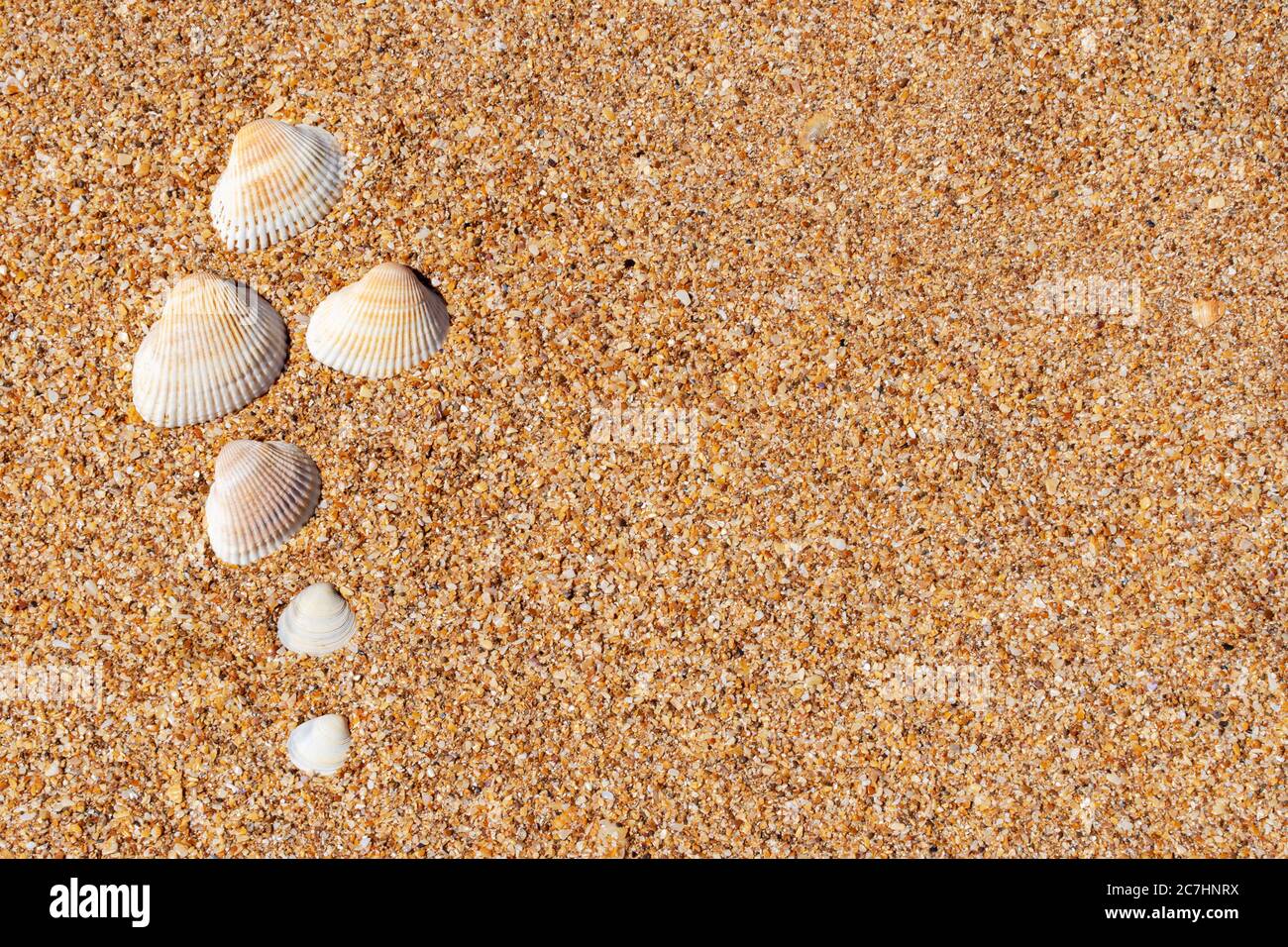 beautiful seashells on the yellow sand on the beach Stock Photo