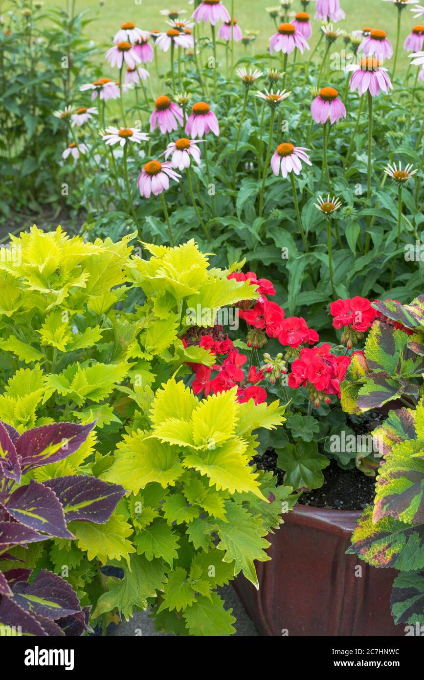 A variety of coleus plants,geranium and coneflowers growing in a