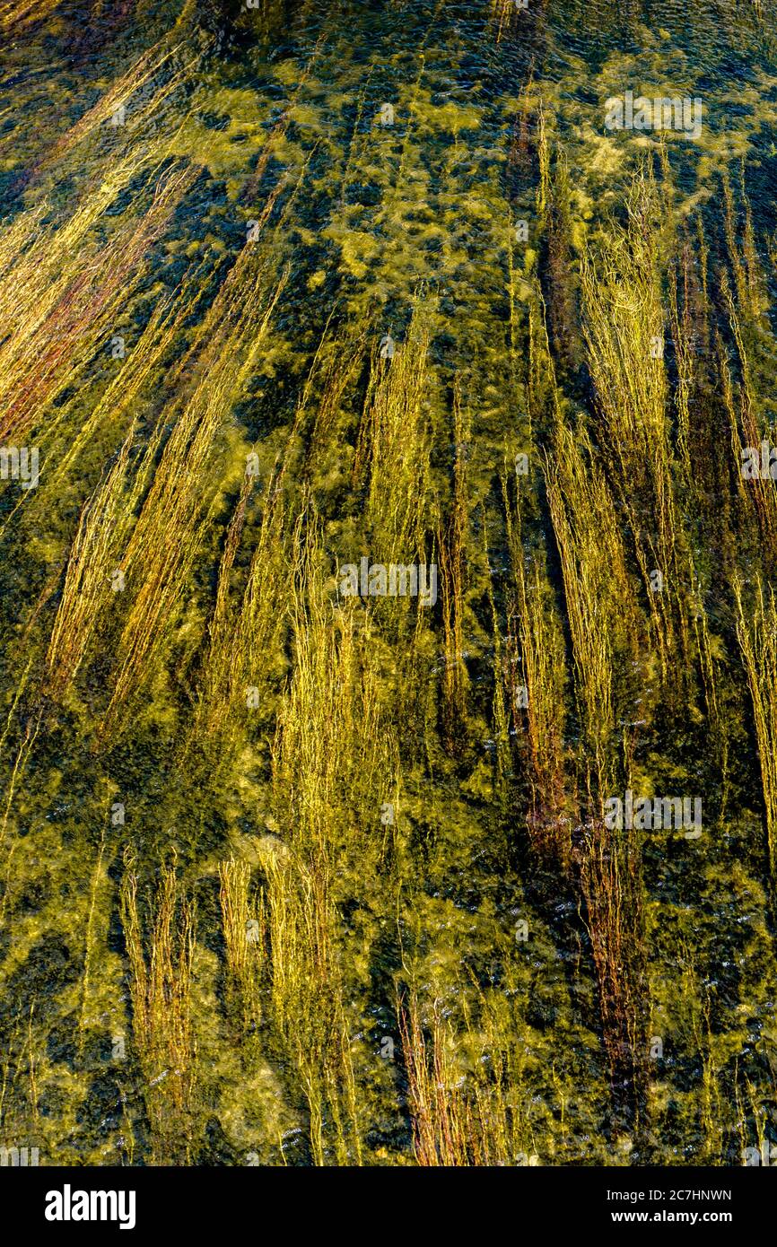 An abstract nature photo of reeds and water plants flowing and floating ...