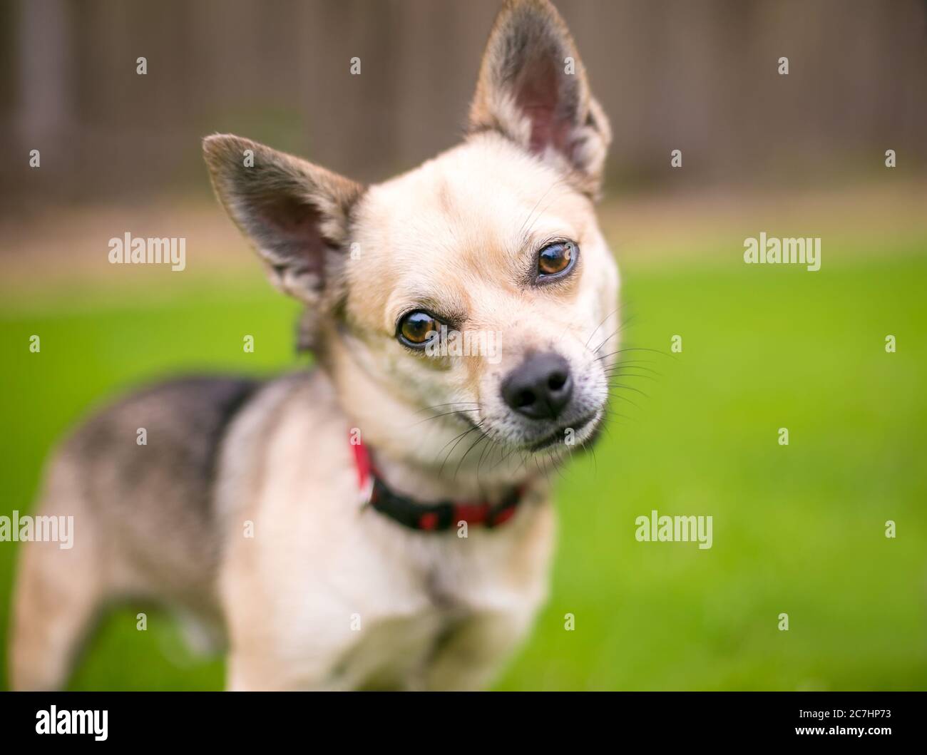 A small Chihuahua dog looking toward the camera with a head tilt Stock Photo