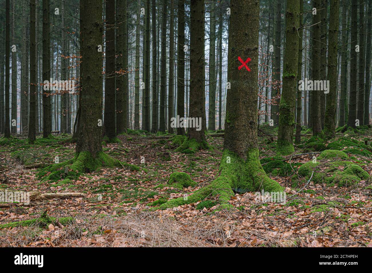 Tree value graphic hi-res stock photography and images - Alamy