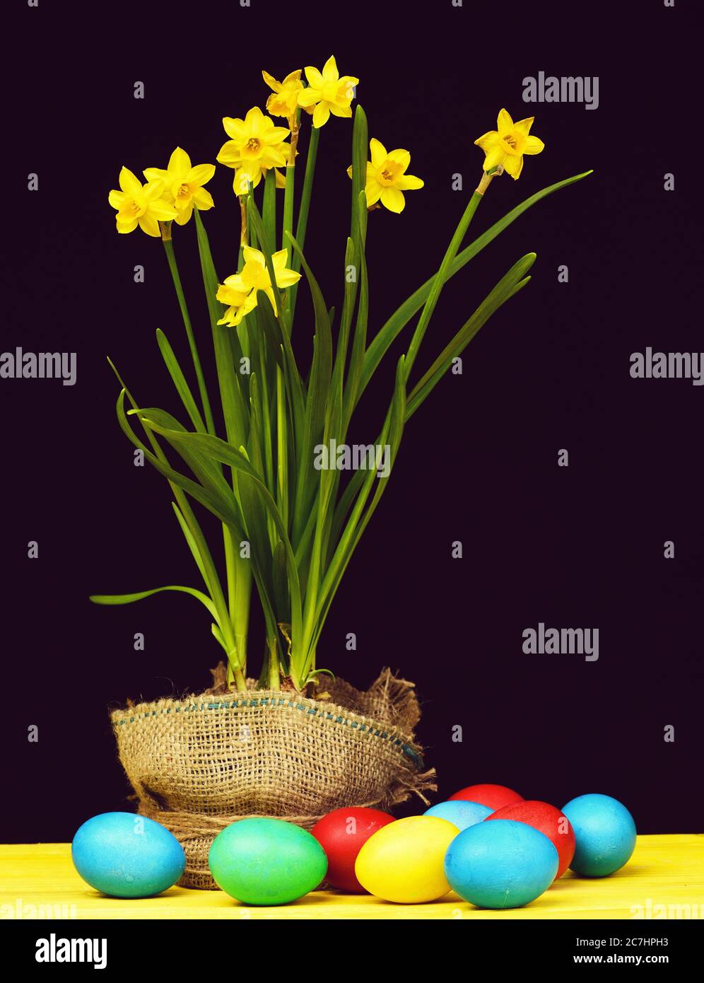 Colourful Easter composition. Painted eggs of different colours lying on yellow wooden table near pot of yellow daffodils isolated on black background, spring still life. Holiday concept Stock Photo