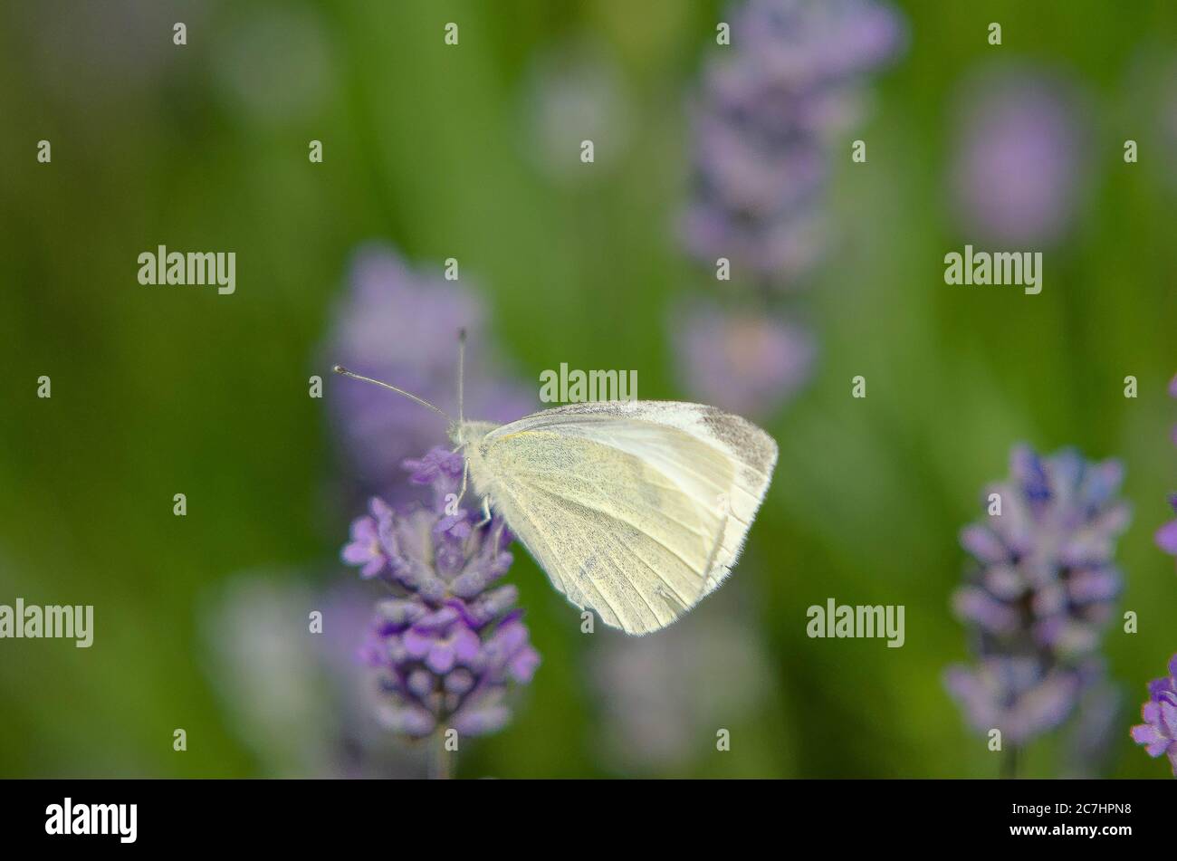 Lavender with bees and butterflies Stock Photo Alamy