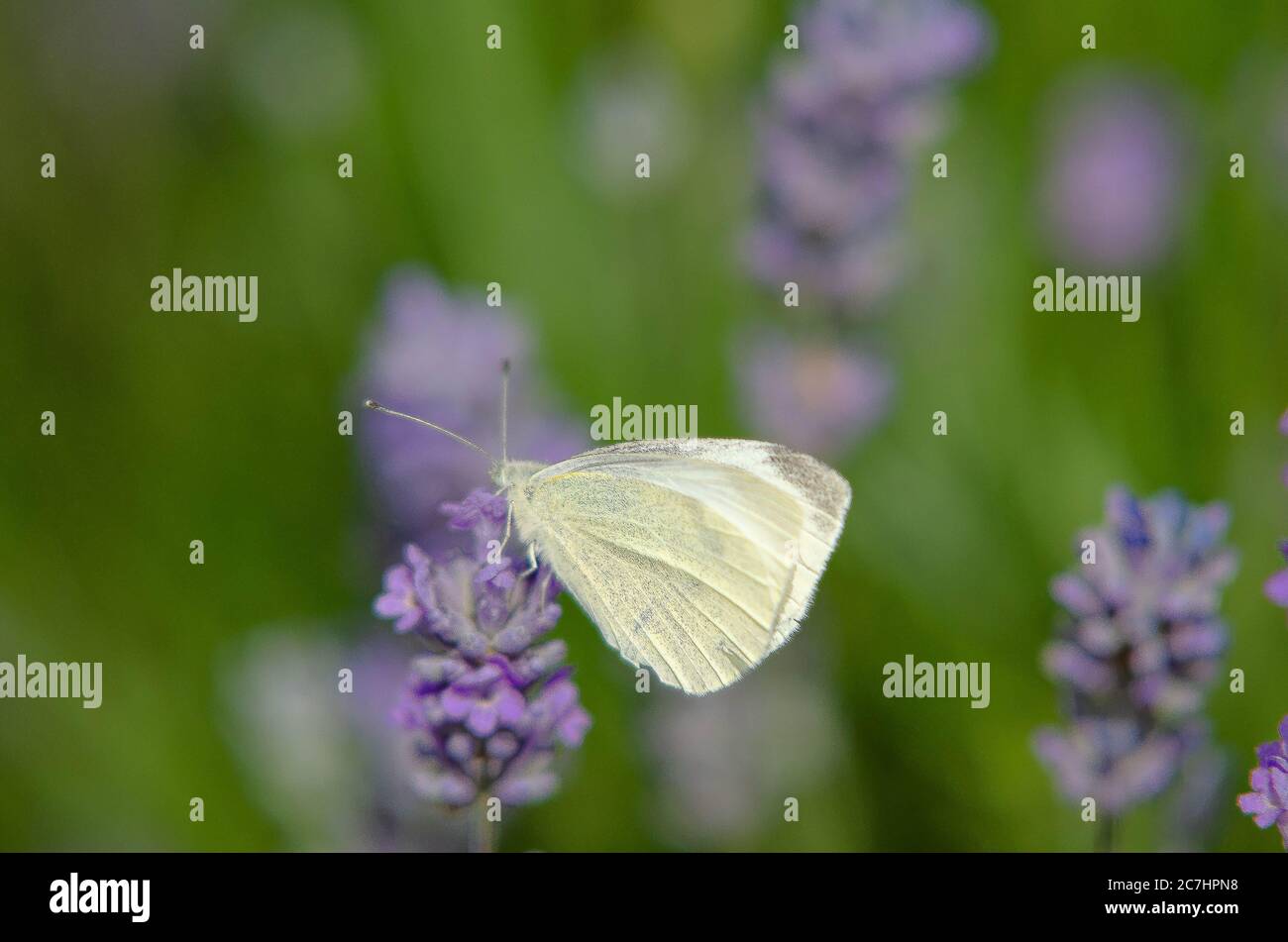 Lavender with bees and butterflies Stock Photo