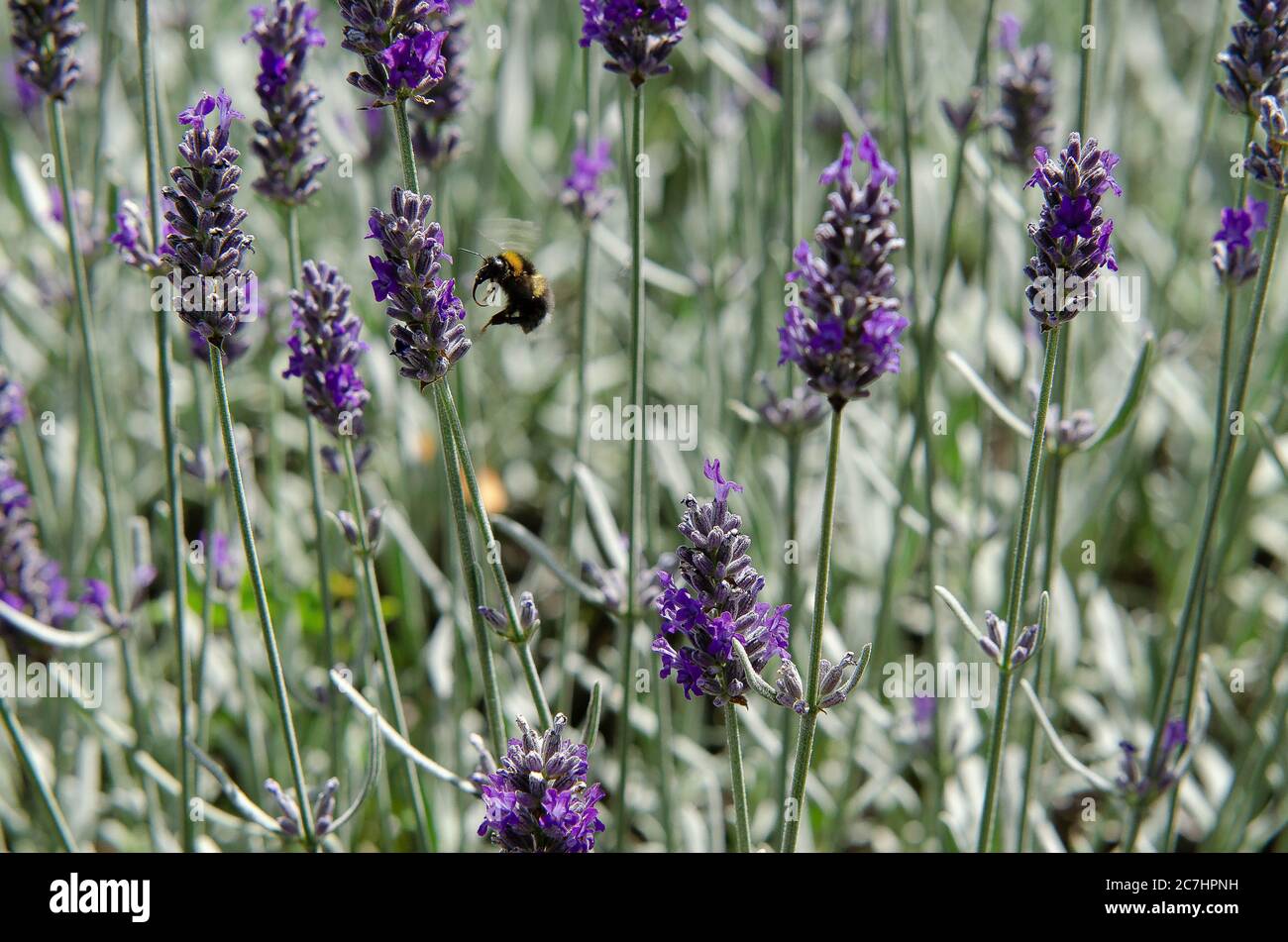 Lavender with bees and butterflies Stock Photo Alamy