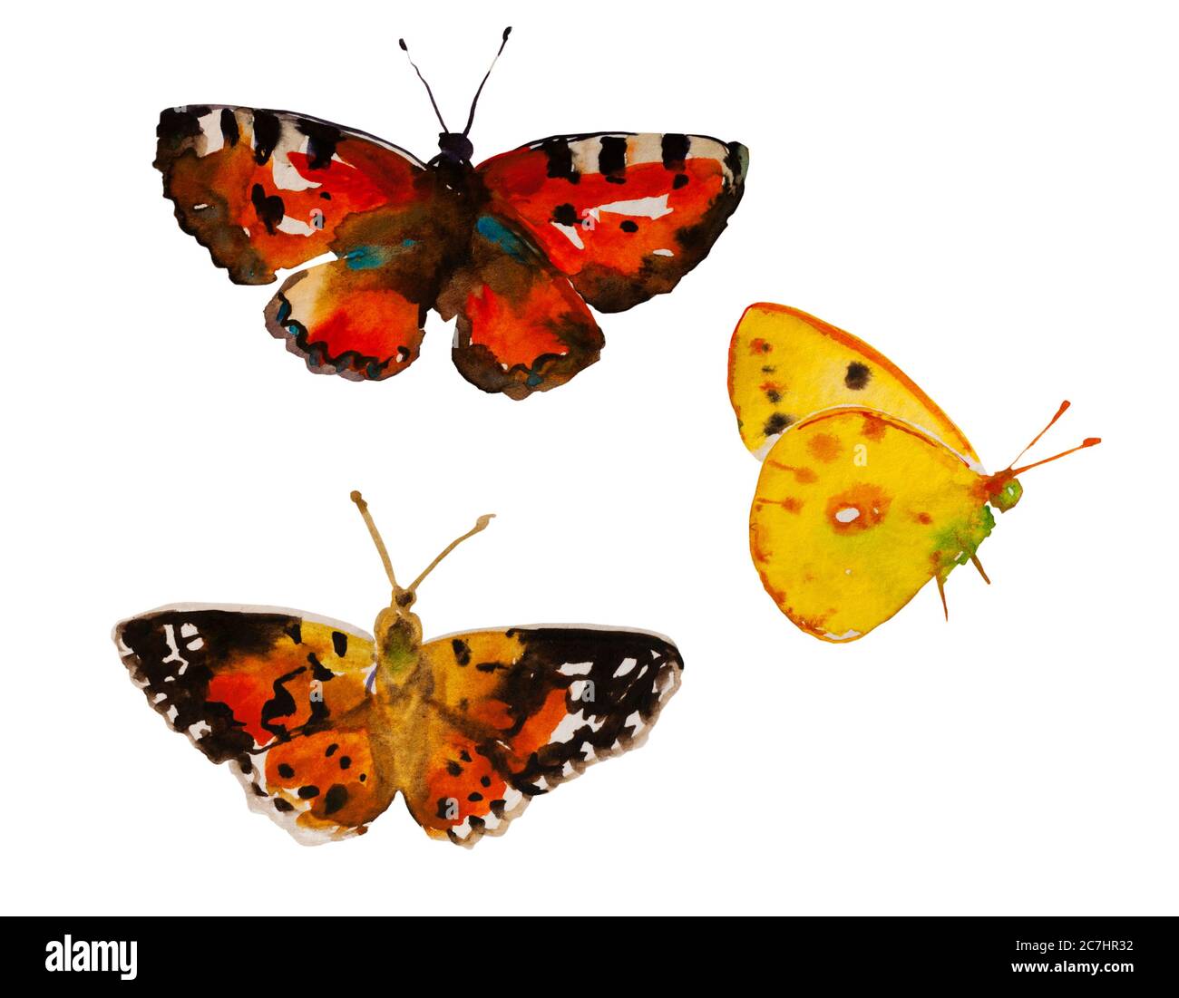 Watercolor butterfly set , yellow Colias croceus and two Vanessa cardui orange and brown insects, isolated on white background Stock Photo