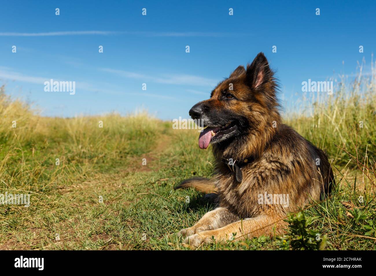 German Shepherd Steel Blue
