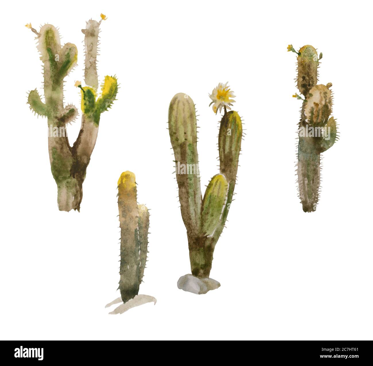 Set of realistic watercolor cactus paintings with flowers isolated on white background. Big blooming desert cacti for landscape design Stock Photo