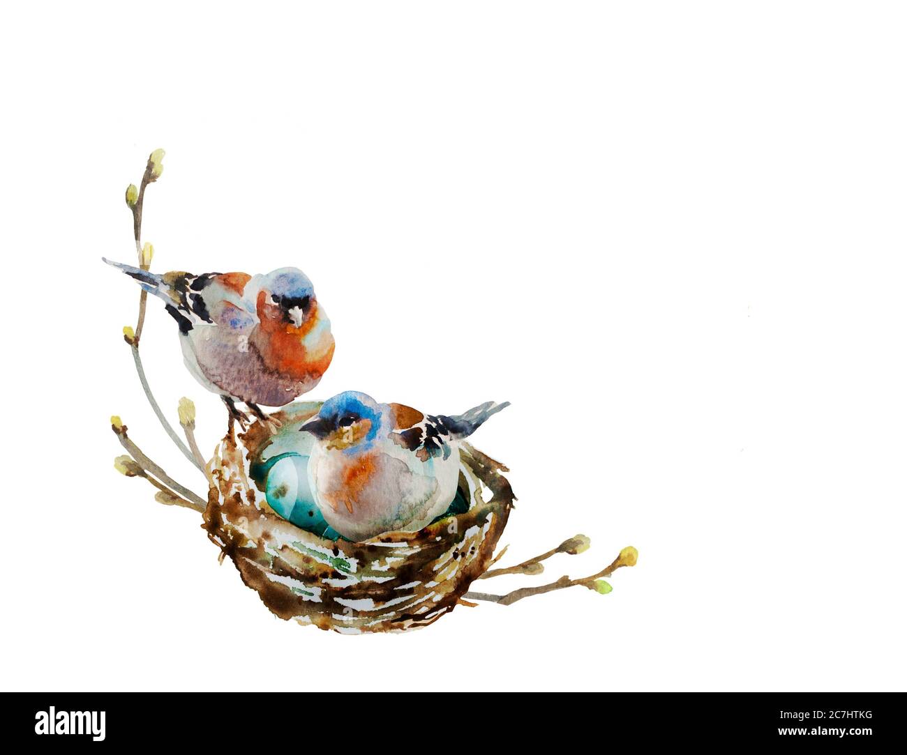 Two watercolor chaffinch birds into the nest with small eggs in a frame of small twigs with buds. Original corner spring pattern about family and Stock Photo