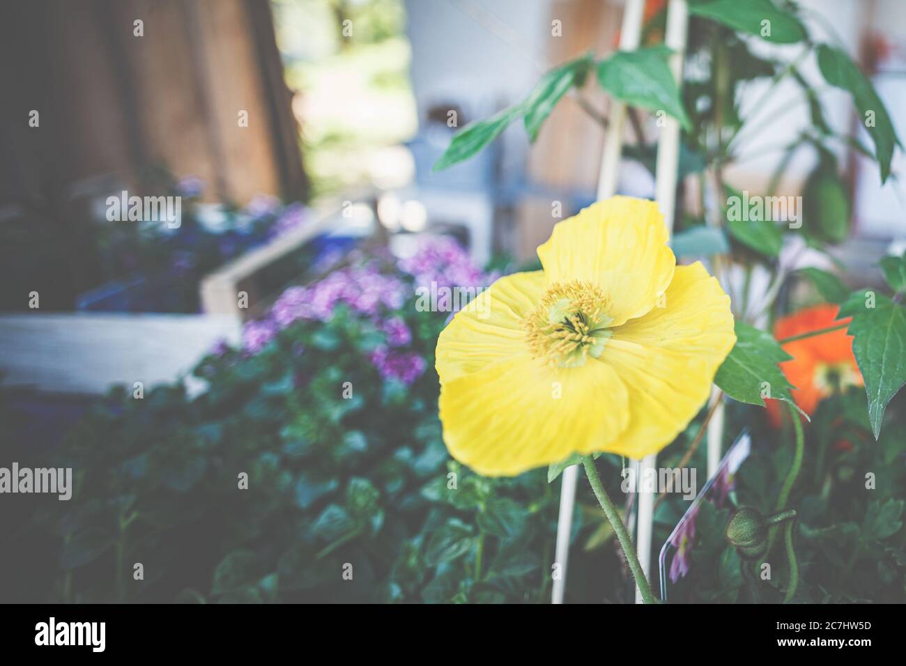 Clematis, Ranunculaceae, and Iceland Poppy, Papaver nudicaule, are beautiful summer bloomers for patios and balconies. Stock Photo