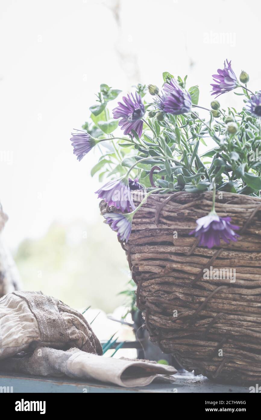 Plant the baskets in pots and baskets. Preparation for the gardening season. Stock Photo