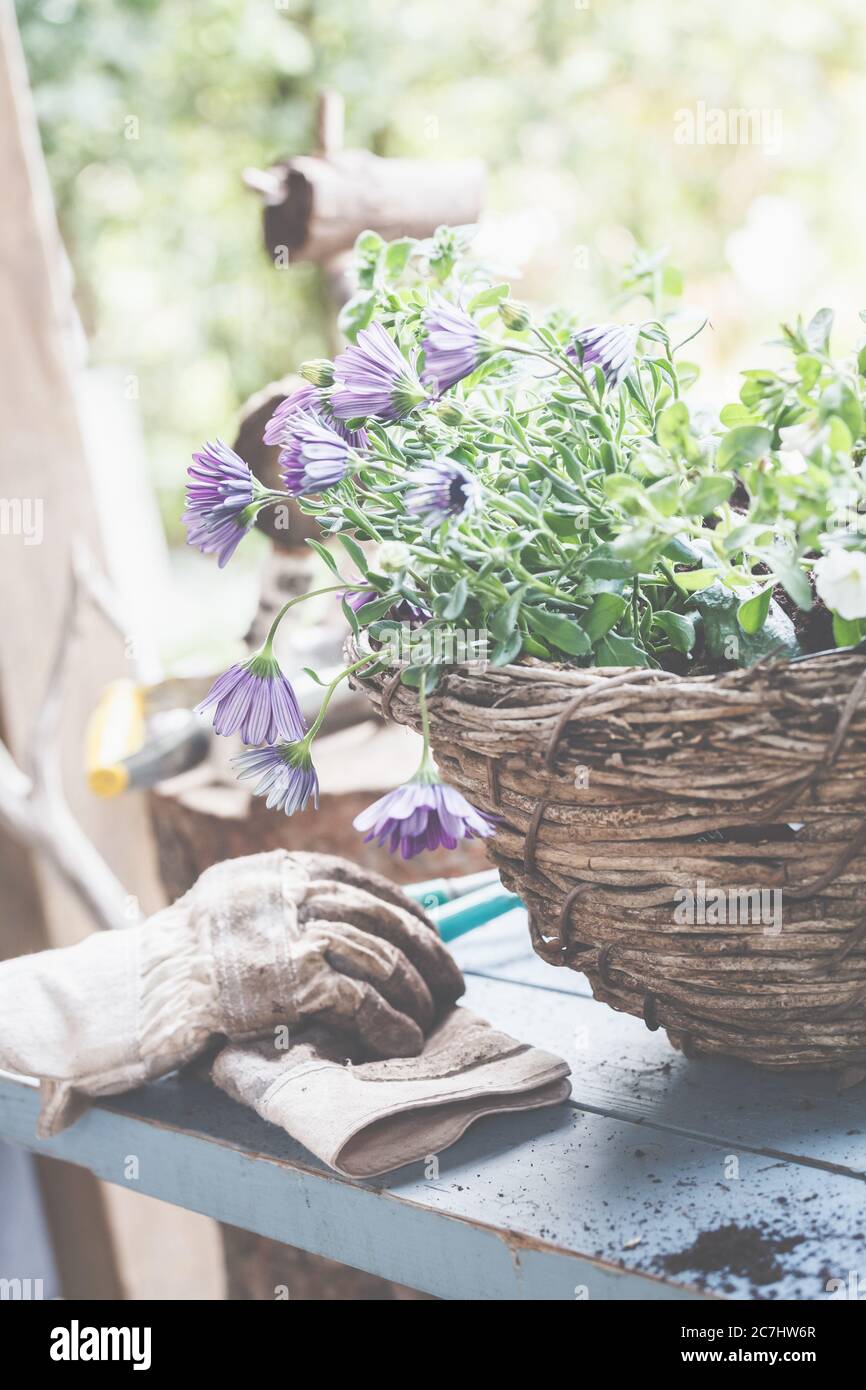 Plant the baskets in pots and baskets. Preparation for the gardening season. Stock Photo