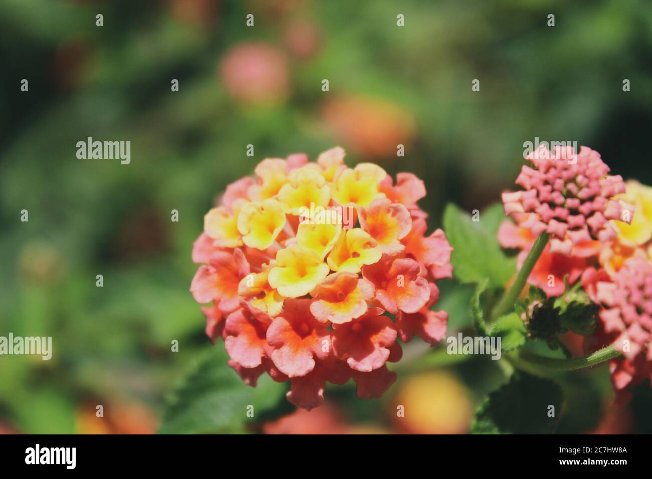 Selective focus shot of Lantana Camara flowers with a blurred background Stock Photo