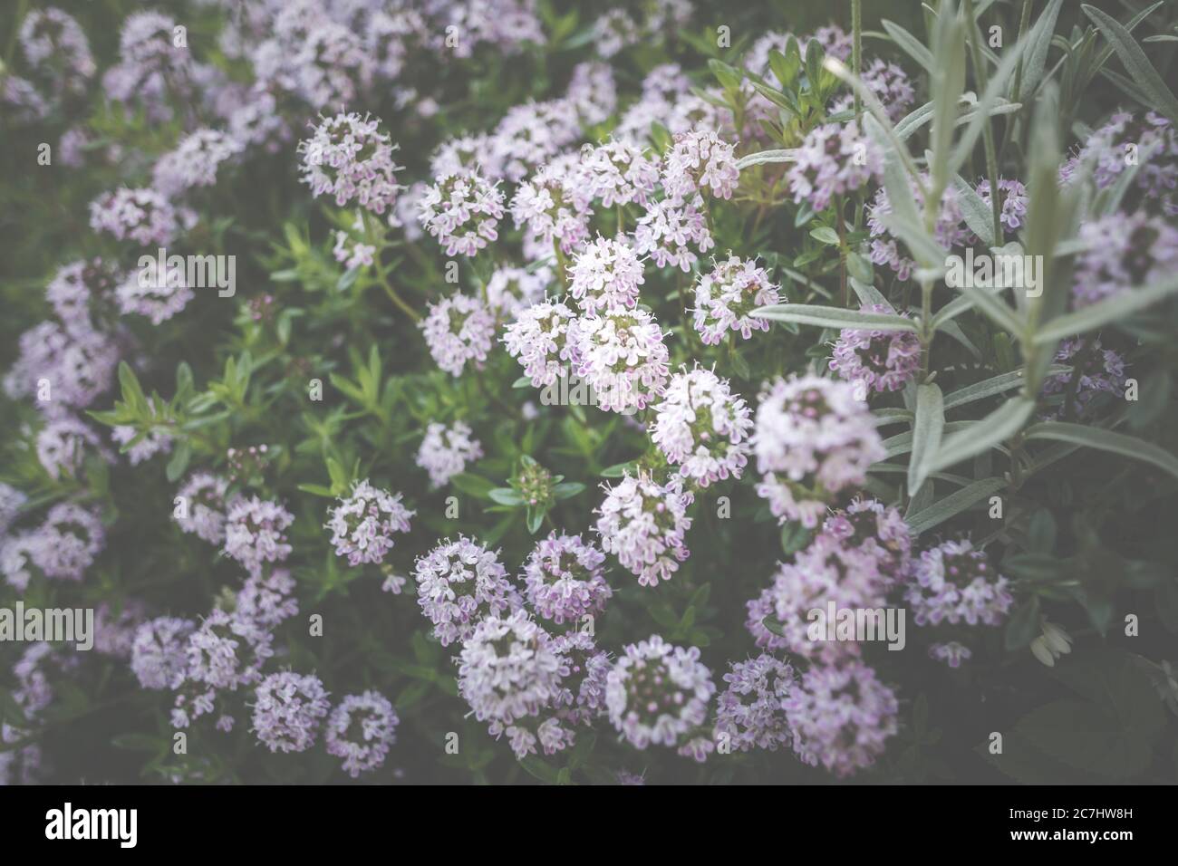 The small, pink flowers of the rock garden perennial mountain thyme, Thymus praecox. Stock Photo