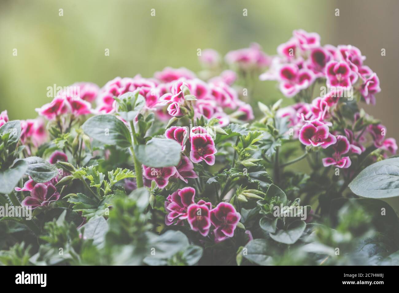 Carnations, Dianthus, Pink Kisses when planting in the pots for the garden. Stock Photo