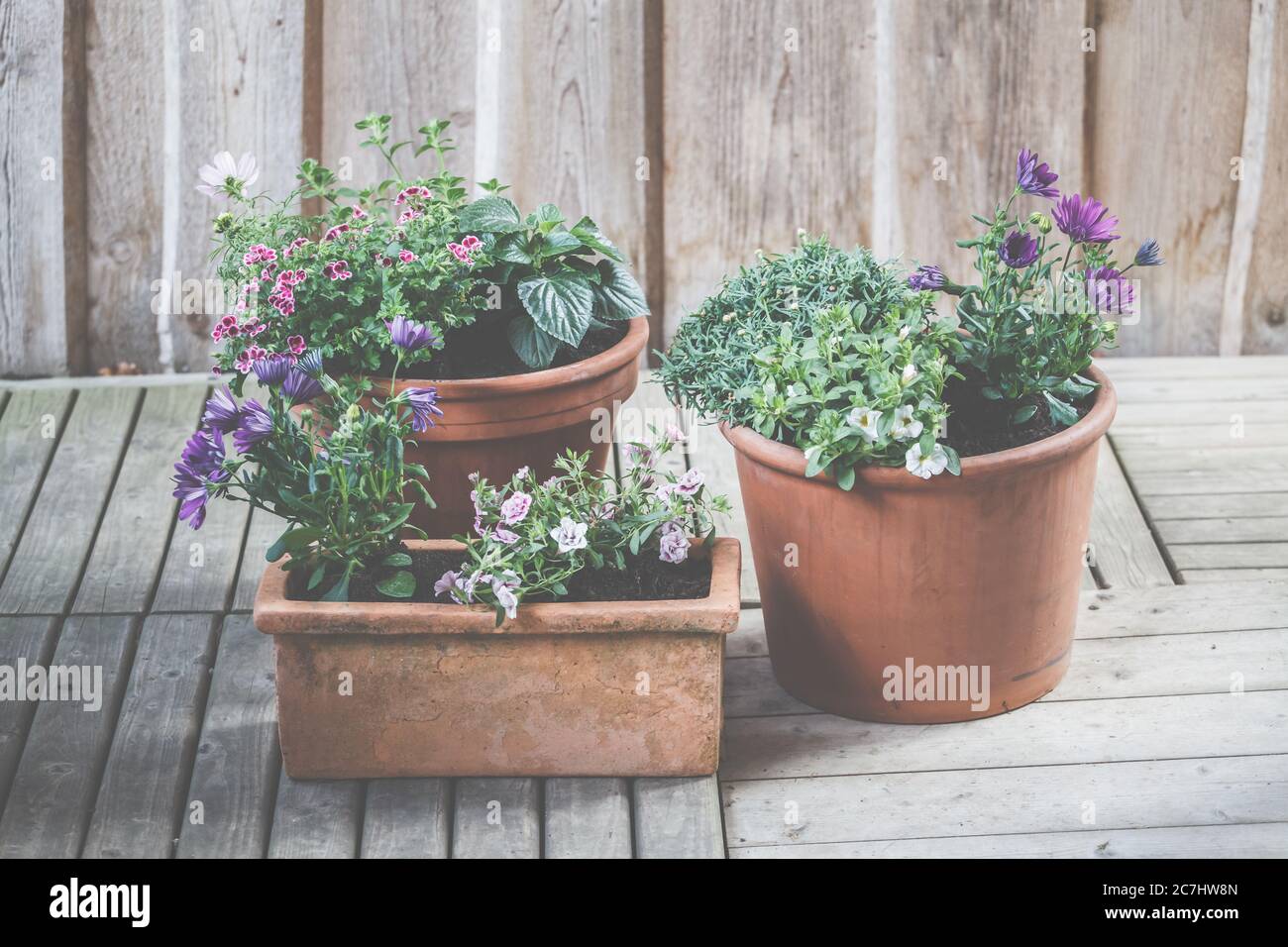 Planted clay pots for balcony and terrace. Stock Photo