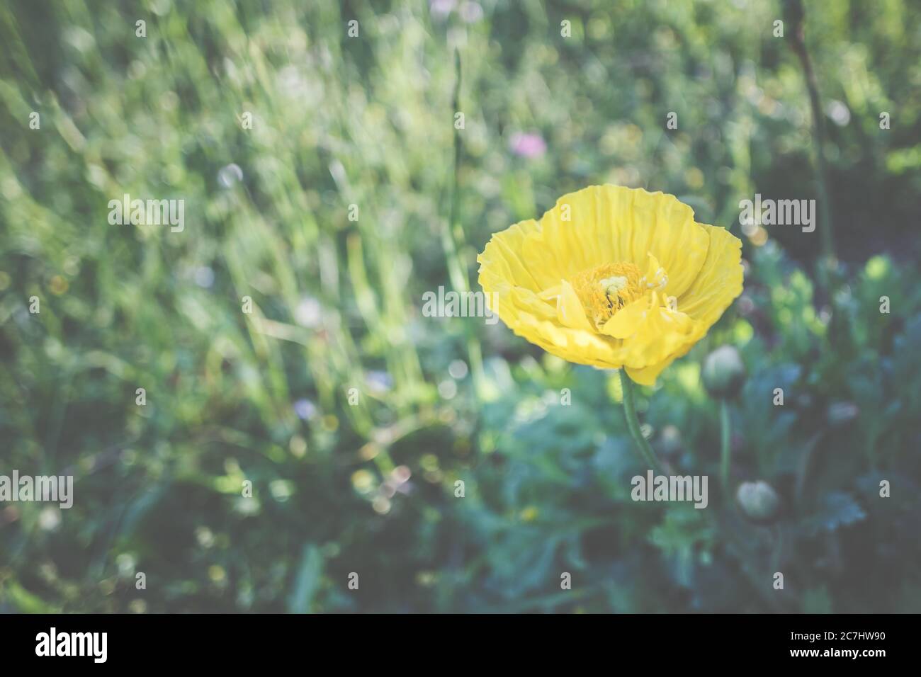 Spring - The garden blooms in the sunlight, yellow Ireland poppy. Stock Photo