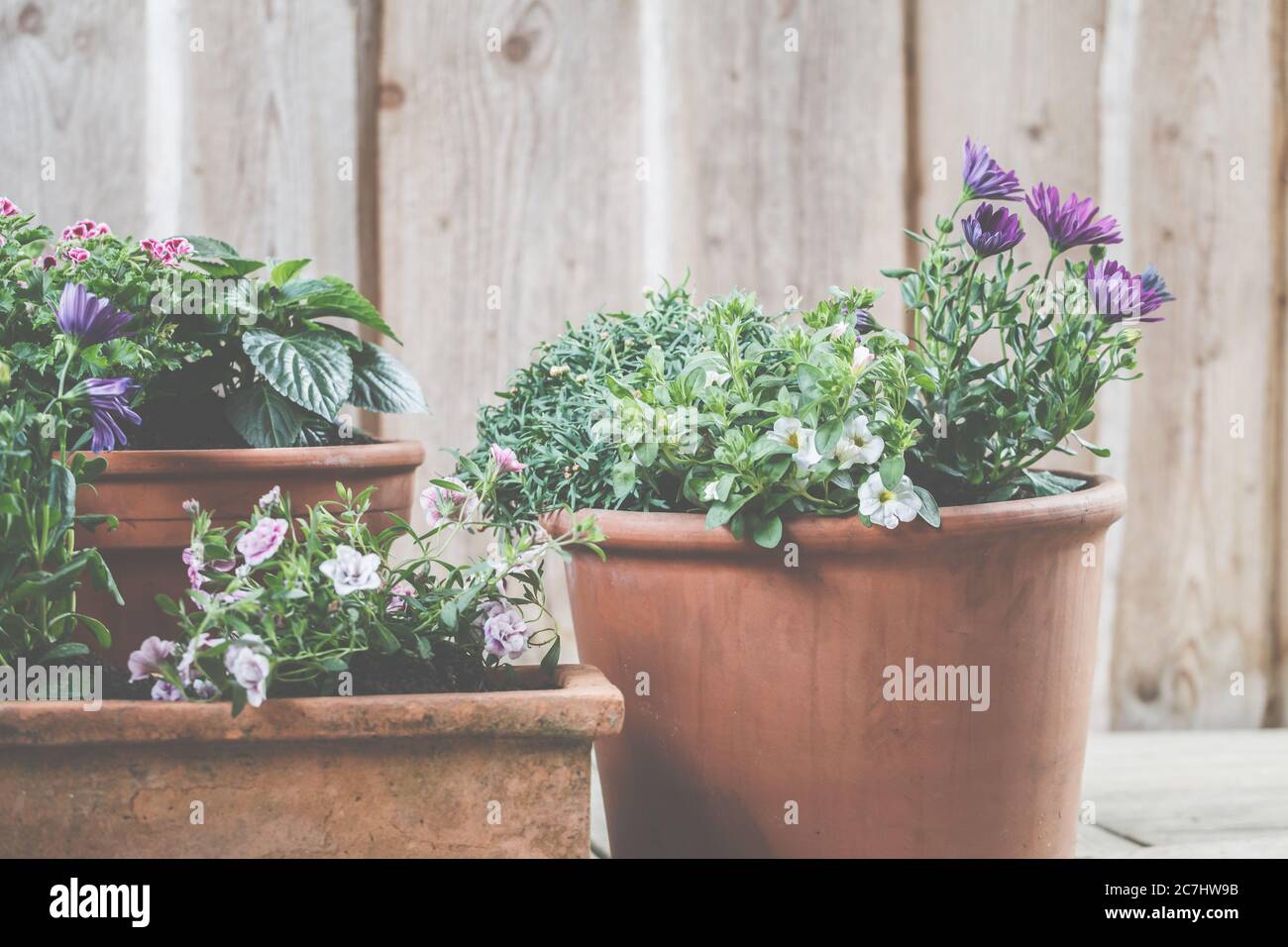 Planted clay pots for balcony and terrace. Stock Photo