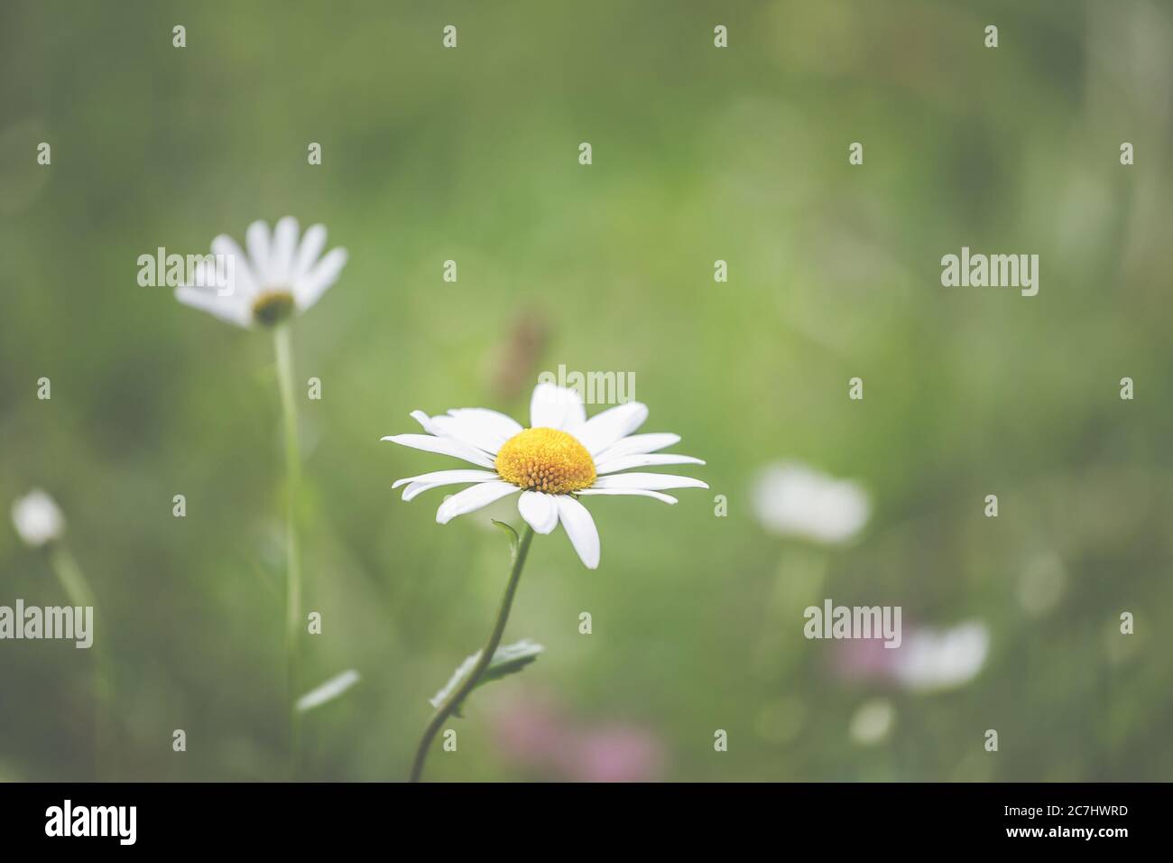 Spring - The garden blooms in the sunlight. Daisies and daisies in the meadow. Stock Photo