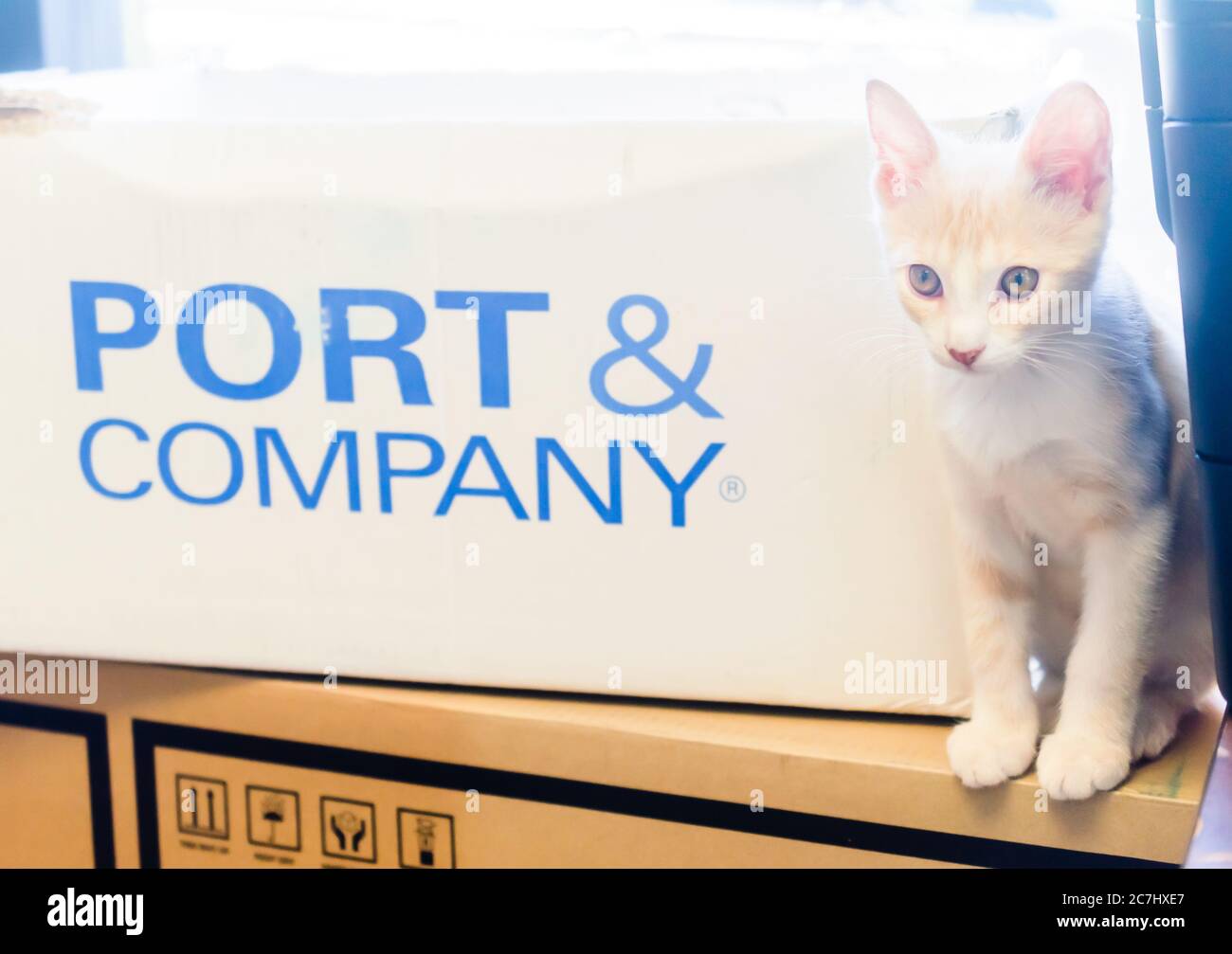 A short-haired domestic kitten sits beside a Port & Company box, July 16, 2020, in Theodore, Alabama. The kitten was rescued after it was abandoned. Stock Photo