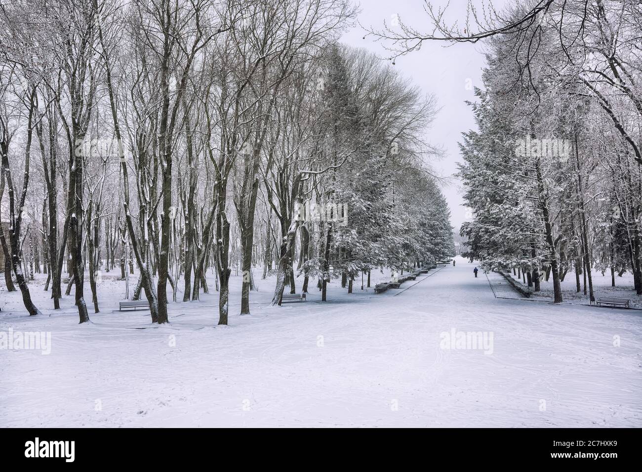 Park benches and trees covered by heavy snow. Lots of snow Stock Photo ...